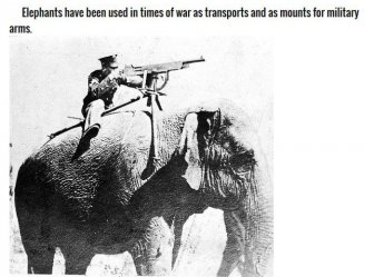 Animals You Didn't Know Were In The Military