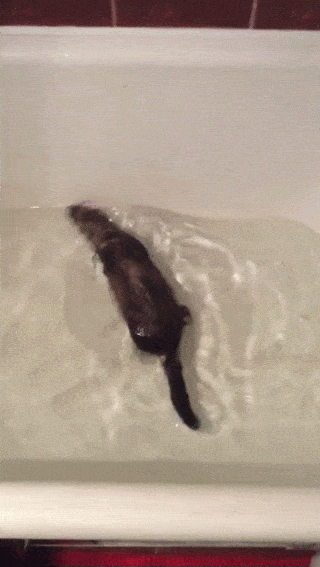 Daily GIFs Mix, part 543
