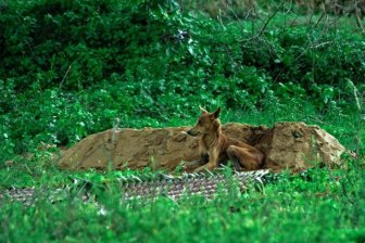 Dog Refuses To Leave Owner's Grave