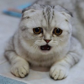 Little P Is The World's Saddest Cat