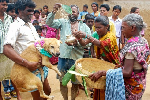 Indian Girl Marries a Dog