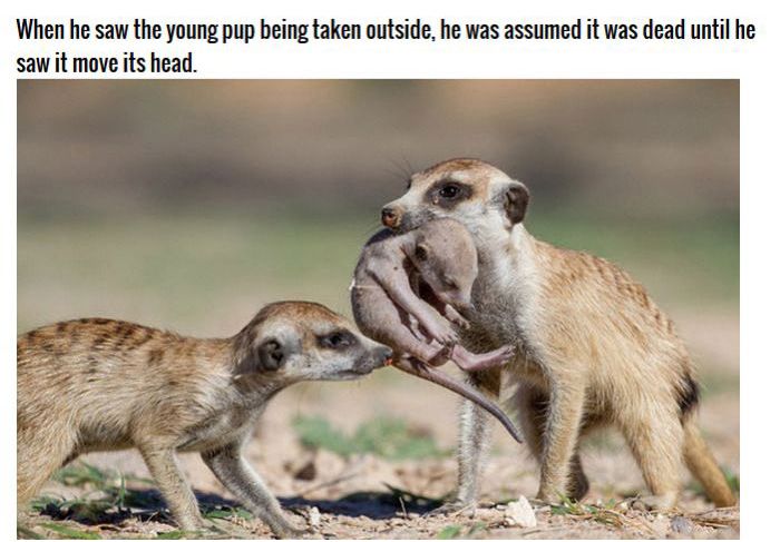 Meerkat Family Saving Their Pups