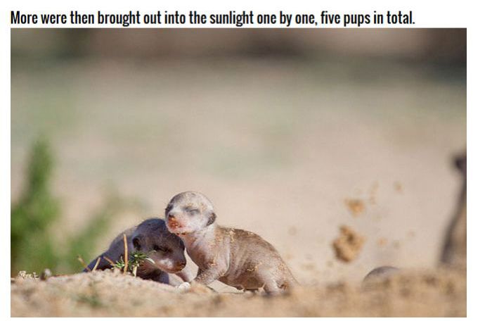 Meerkat Family Saving Their Pups