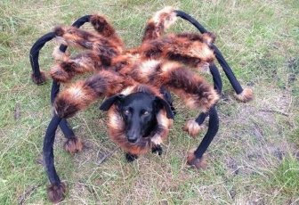 Dog Runs Around In A Giant Tarantula Costume