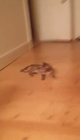 Daily GIFs Mix, part 548