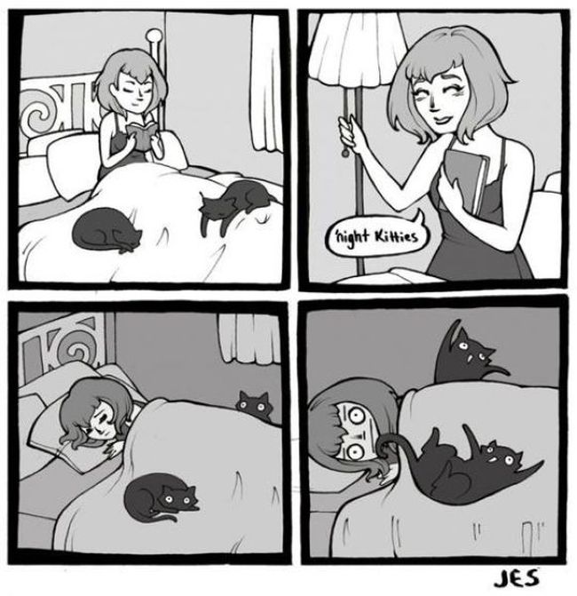 What It's Really Like To Be A Cat Owner