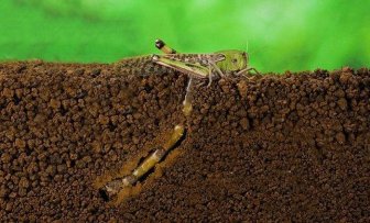 How A Locust Lays Eggs