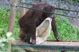 This Orangutan Wears Fancy Clothes