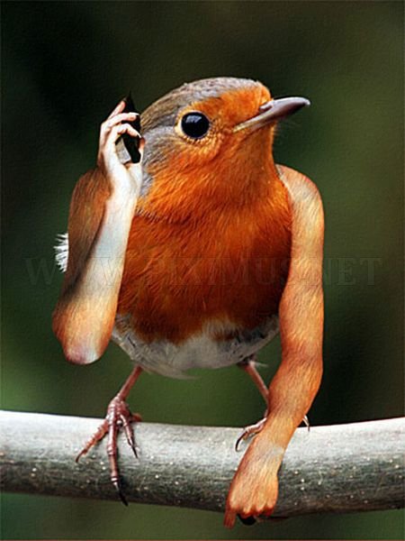 Birds With Arms 