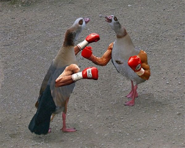 Birds With Arms 