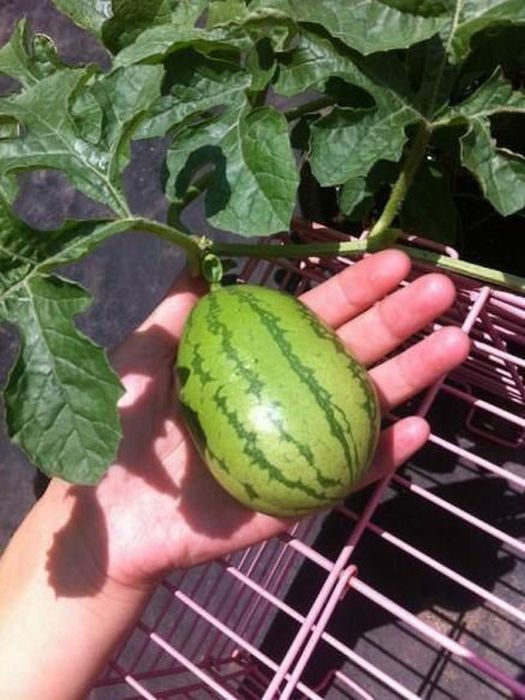 How A Watermelon Grows From Start To Finish