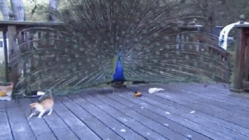 Daily GIFs Mix, part 554