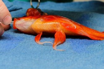 Goldfish Gets A Big Operation