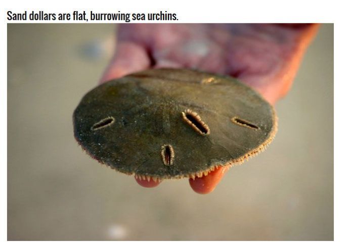 Why Sand Dollars Look The Same