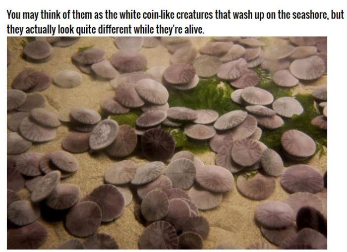 Why Sand Dollars Look The Same