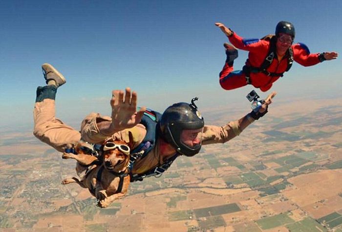This Dog Loves To Go Skydiving