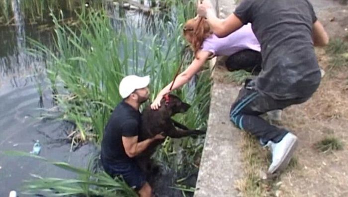Stray Dogs Rescued From A Lake