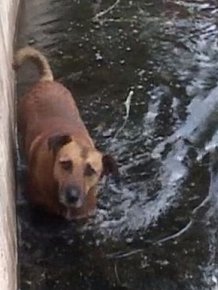 Stray Dogs Rescued From A Lake