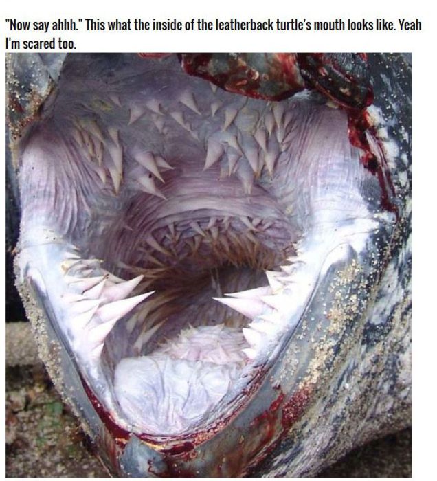 The Inside Of A Turtles Mouth Is Absolutely Terrifying