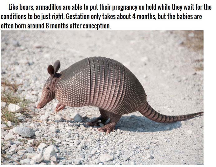 Strange Facts About Animal Pregnancies | Animals