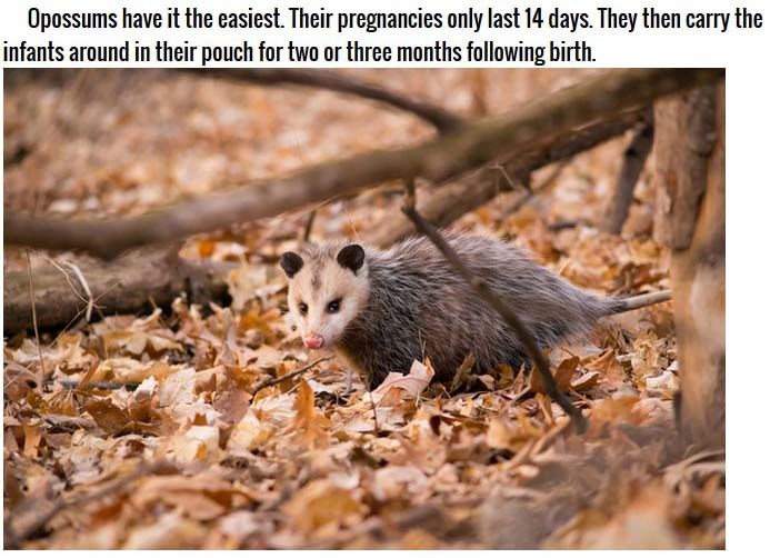Strange Facts About Animal Pregnancies