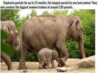 Strange Facts About Animal Pregnancies