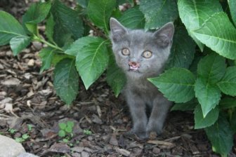 Meet Lazarus The Cat Without A Nose