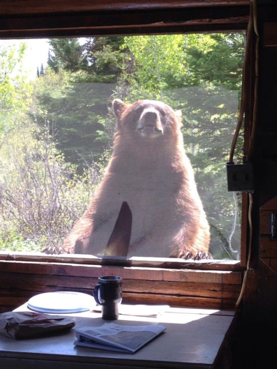 If This Bear Wants To Get In Then He's Gonna Get In