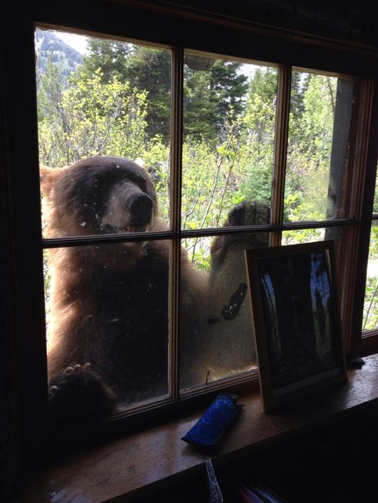 If This Bear Wants To Get In Then He's Gonna Get In