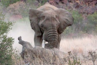 A Rhino And An Elephant Throw Down In The Jungle