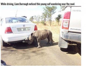 Poachers Leave Rhino Orphaned