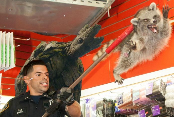 New York City Raccoon Becomes Internet Sensation