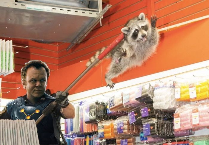 New York City Raccoon Becomes Internet Sensation