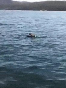Bald Eagle Gets Found In Lake