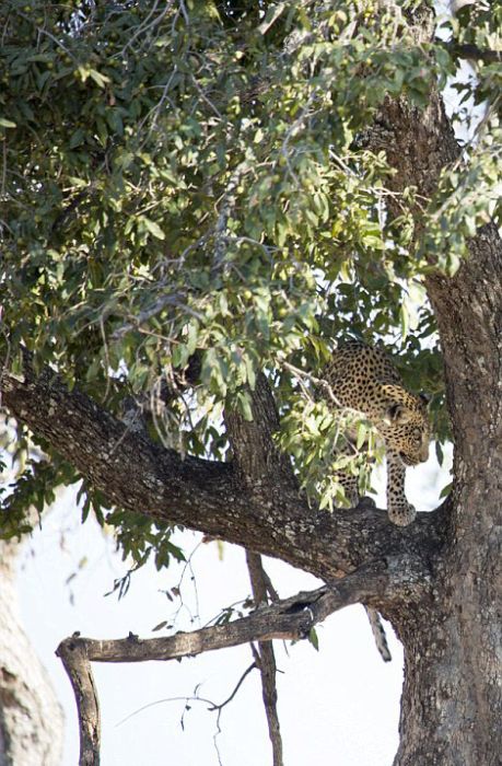 This Leopard Is An Excellent Hunter