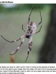 5 Creepy Spiders You Don't Want To Mess With