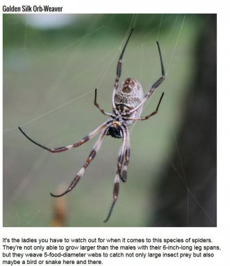 5 Creepy Spiders You Don't Want To Mess With