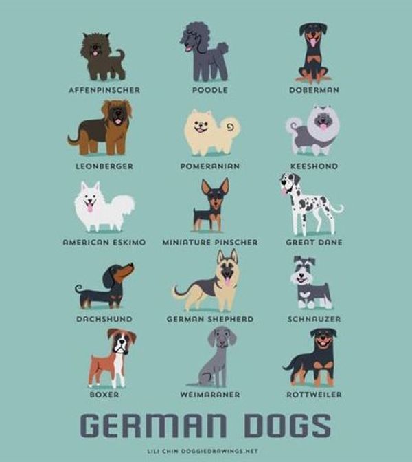 What Nationality Is Your Dog?