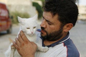 Syrian City Has Hundreds Of Stray Cats