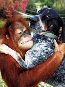 The Dog and the Orangutan are BFF 