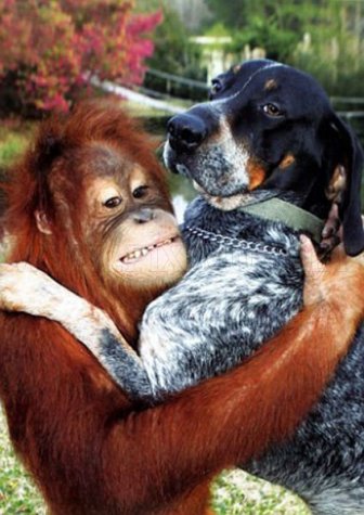 The Dog and the Orangutan are BFF 