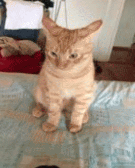 Daily GIFs Mix, part 563