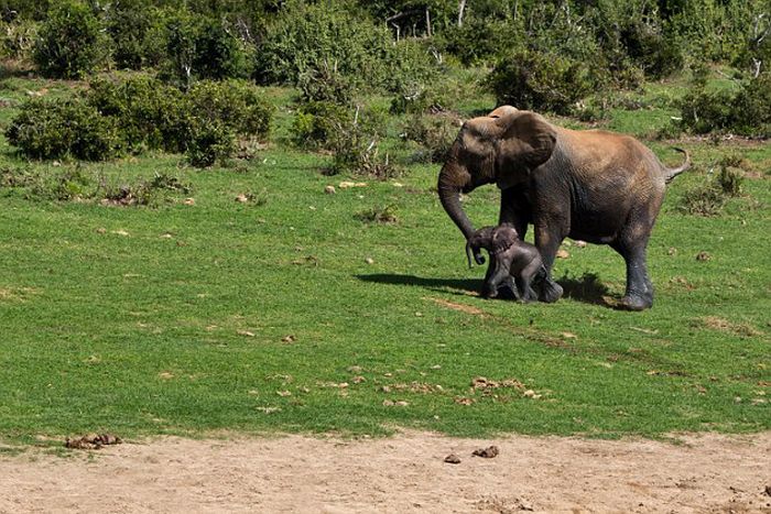 Brave Rangers Rescue A Baby Elephant