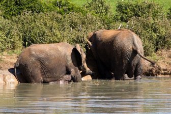 Brave Rangers Rescue A Baby Elephant