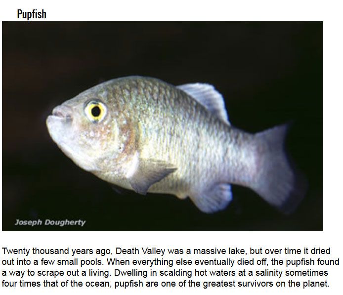 Secret Talents You Didn't Know Fish Had
