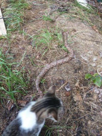 Cat Kills Large Snake