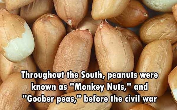 These Are The Funnest Facts You Will Learn Today