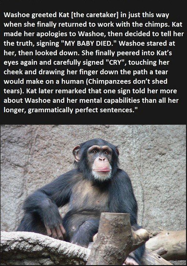 One Smart Monkey
