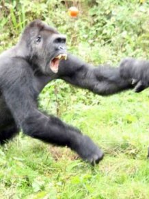 Gorillas Have A Tomato Fight