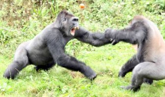Gorillas Have A Tomato Fight